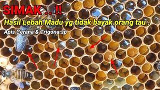 PRODUK KETURUNAN LEBAH MADU.‼️ Hasil Dari Lebah Madu.#honey #lebah #bee