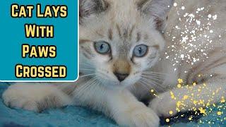 Why Do Cats Cross Their Paws?