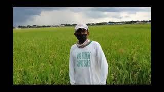 Farmer interview with Mr. Ener F. David of Pampanga Philippines