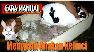 Cara Manual Menyusui Anak Kelinci Baru Lahir