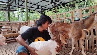 contoh kambing boer  F1 peranakan Chester