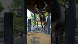 Meet the Calves at Isha Gaushala