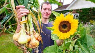 Growing a Vegetable garden - summer harvests