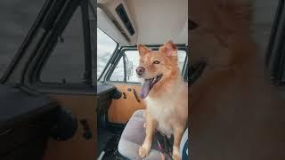 Snowy Drive in Vintage VW Van Van Life  #shorts #vanlife