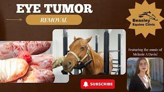 EYE TUMOR REMOVAL Helping horse with painful tumor