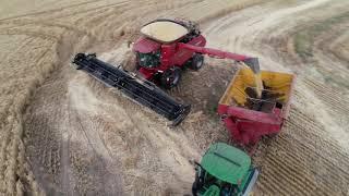 Wheat Harvest