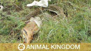 4 Metre Python Spits Out Deer