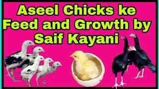 Aseel chicks ki khurak by saif kayani  Aseel chicks fast growth feed