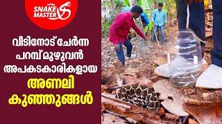 വീട്ടമ്മ വിളിച്ചു പറമ്പ് മുഴുവൻ പാമ്പ്  Vava Suresh  Snakemaster EP 974