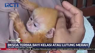 BKSDA Sampit Terima Bayi Lutung Merah yang Ditemukan di Perkebunan - SIP 3001