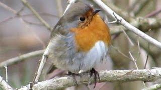 Rotkehlchen putzt sein Gefieder - Gefiederpflege Robin Redbreast