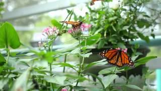 Canon Rebel T4i and EF 40mm f2.8 STM Video Butterflies