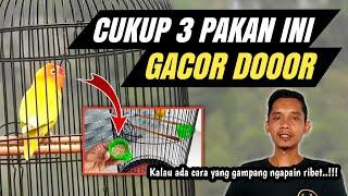 LOVEBIRD GACOR DOR DENGAN PAKAN INI TANPA DOPING‼️