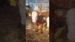 Our Bottle Fed Calves #3amigos  Cute Baby Cows in the Barn #happyanimals #happycows #hereford #calf