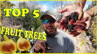 TOP 5 Fruit Trees for Beginners