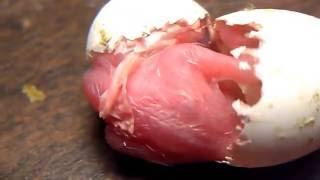 Budgie hatching