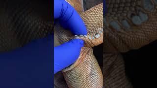 Popping femoral pores on dead iguana**very satisfying ASMR