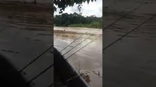 Memancing Udang Galah Di Sungai Lipis Sepit Biru Si Jenggo