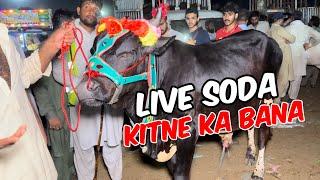 Live soda Kitne Ka bana  qurbani 2024  Shapur kanjra Mandi Lahore