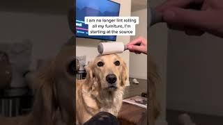 This Golden retriever doesn’t mind being lint rolled #goldenretriever #dogs #cute