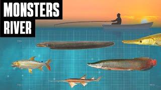 Largest River Monster Fish  Size Comparison