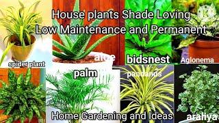 House plants Shade loving. low maintenance and permanent. #homegardeningandideas
