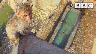 Baby monkey learns to swim and tries a high dive  Spy in the Wild - BBC