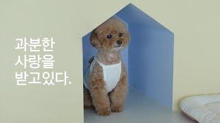 강아지 유치원 댕댕이들이 하교하는 모습보고 감동받았어요....집사랑 반나절 못본것 뿐이잖아....ㅠㅠㅠ