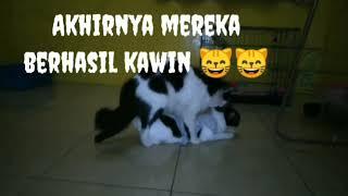 ciri kucing berhasil kawin