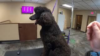 Black Standard Poodle Groom