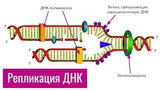 Репликация ДНК  самое простое объяснение