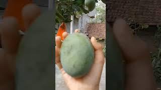 panen Buah mangga di depan rumah akyuu