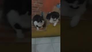 kembar#twins#pet #cats #cats #global #kucing #kucing #indonesia #kucinglucu