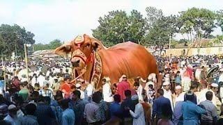 World Record 2024 ll World Biggest Giant Bulls Of  Pakistan ll 786 Cattle Farm ll Afridi Cattle Farm