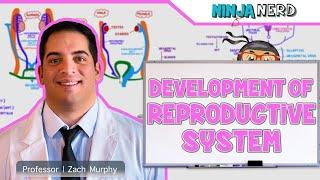 Embryology  Development of Reproductive System