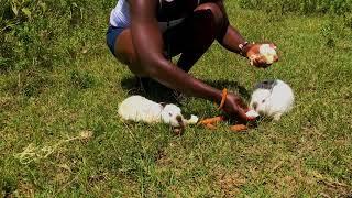 RABBIT FOR FOOD  FEEDING MY BEAUTIFUL BABY BUNNIES IN AFRICAN VILLAGE GIRL LIFE