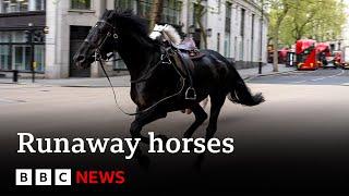 Runaway horses race through central London  BBC News