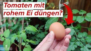 Rohes Ei als Dünger für Tomaten? Klappt das wirklich so gut?