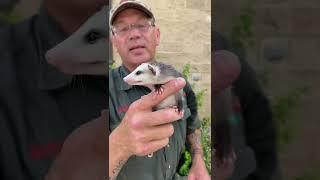 Baby Opossum Mighty Bark  #shorts