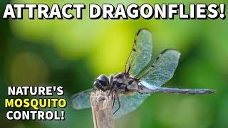 How To Attract DRAGONFLIES For A MOSQUITO FREE Yard And Garden