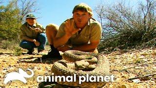 Steve Irwin comes face to face with RATTLESNAKES  Crocodile Hunter  Animal Planet