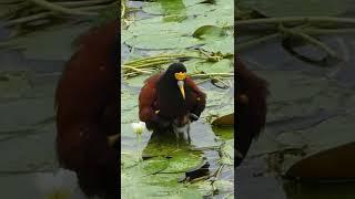 ADORABLE Northern Jacana Chicks Protected By Dad