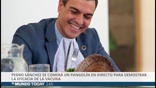 Pedro Sánchez se comerá un pangolín para demostrar la eficacia de la vacuna  El Mundo Today 24H