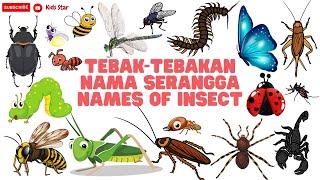 BELAJAR NAMA HEWAN SERANGGA BAHASA INDONESIA - INGGRIS  NAMES OF INSECT LEARN ANIMALS NAMA BINATANG