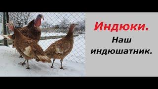 Индюки. Разведение содержание. Индюшатник.Сезон2024 Turkeys. Breeding maintenance. Turkey poultry.