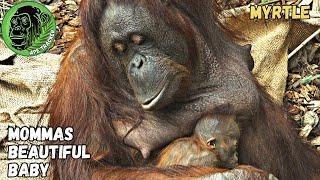 Baby Orangutan Is So Comfy Lying On Mom