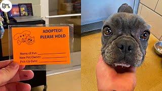 Priceless Shelter Dogs Reactions To Being Adopted