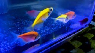 ikan hias glofish tetrabeli ikan hias onlineikan glofish tetra warna warniikan hias