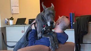 Even the Big dogs turn small at the vet Funny Dogs Reaction