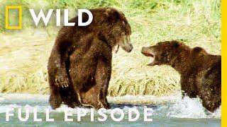 Brutal Brawls of the Animal Kingdom Full Episode  Animal Fight Night